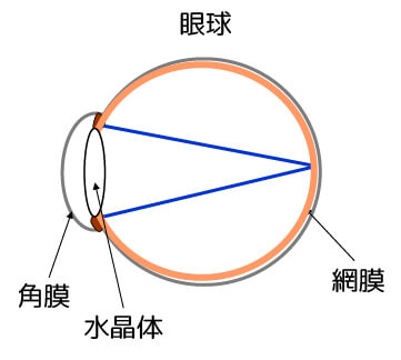 ものを見る膜（網膜）にピントが合っていると視力が育ってきます。