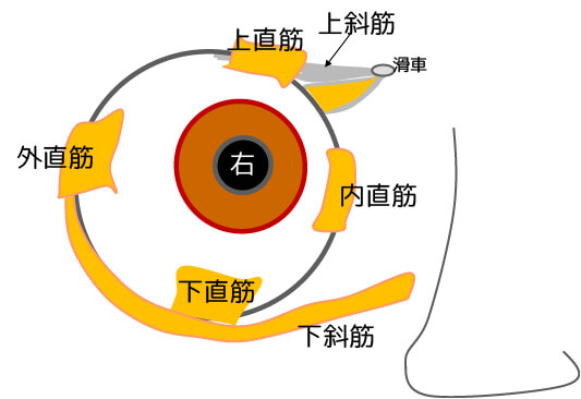 外眼筋